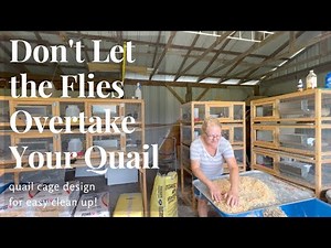 Don't Let the FLIES OVERTAKE YOUR QUAIL. Clean up made Easy!