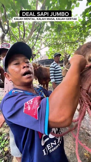 DEAL SAPI JUMBO😡KARENA KALAH MASA DAN MENTAL #seru #heboh #nawar #emosi #viral #fyp #panik #crazy