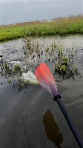 Possibly the fastest redfish I’ve ever seen