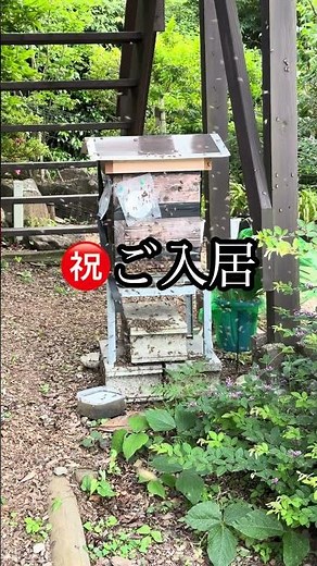 ニホンミツバチの捕獲のポイントをまとめました！本編動画をご覧下さい。