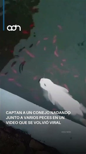 ¡El video del día! Un conejo que sorprendió a todos nadando junto a varios peces.