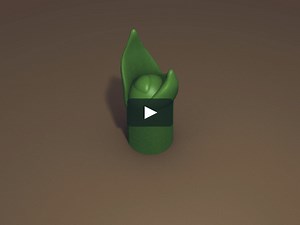 Plant Apical Meristem