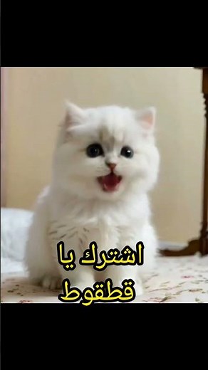 Nyao Nyao Cats 🐾 | Hilarious Cat Games, Cute Moments & Funny😂😂 Fails!.#NemyauKitty