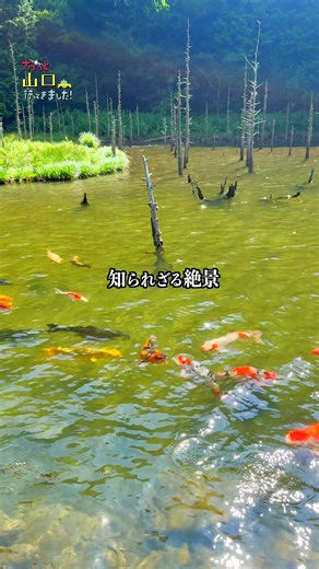 山口県下関市の絶景スポット！一の俣桜公園 山口県の山奥にある知られざる絶景スポット「一の俣桜公園」。水没林とたくさんの錦鯉が織りなす幻想的な風景に癒やされます。 一の俣桜公園 山口県下関市豊田町一ノ俣 #山口県観光 #絶景スポット #日本の風景