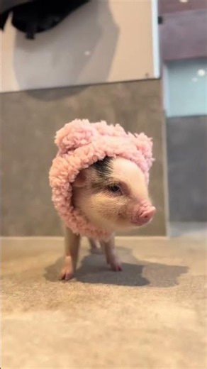 🐷#piggy #animalshorts