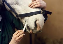 Horse dies suddenly due to serious worm damage - Horse & Hound