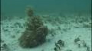 Why Prey Animals Are Some of the Most Badass Creatures on the Planet