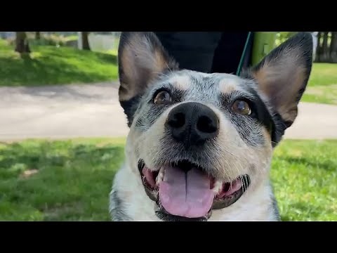 Toronto animal rescue struggling to find foster families