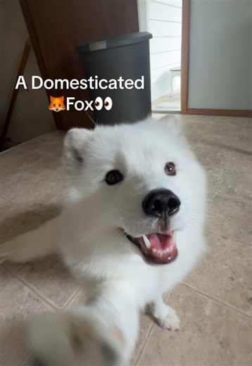 Domesticated Arctic Fox Shows Playful Tricks