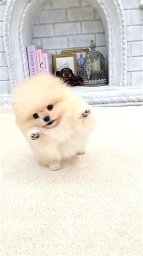 Cream Pomeranian 🐻Premium Korean puppy 🇰🇷Tiny and adorable 🤍 #pomeranian #puppy #pompom #teacuppom