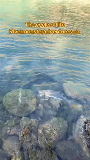 7.3K views · 53 reactions | Incredible to watch the salmon run in Lillooet, BC..nature’s cycle continues!  #SalmonRun #Lillooet | River Monster Adventures | Facebook