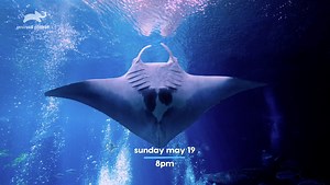Animal Planet is taking you behind the scenes of the Georgia Aquarium to show you the lives of the animals that call the 10 million gallons at the Aquarium home. Don't miss the premiere of The Aquarium tonight, May 19, on Animal Planet at 8:00 p.m. EST! Check out our insider guide to visiting the aquarium here >> http://bit.ly/2WR5SOq | Explore Georgia