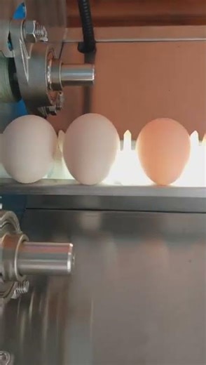 Automatic Egg Washing Line | Cleaning, Drying & Oiling System