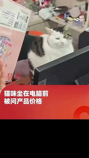 Darren Liew on Instagram: "貓咪坐在電腦前，被問產品價格， 貓猫:我哪知道 #fyp #搞笑视频 #搞笑 #马来西亚 #日常vlog #夫妻日常 #家庭生活 #万万没想到"