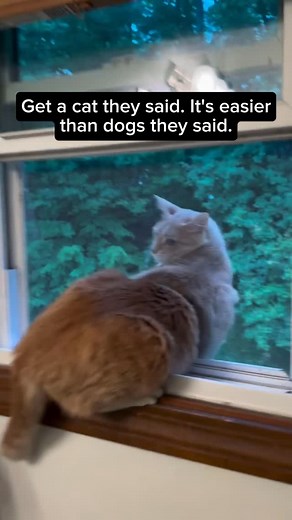 Meowmentum Cats 🐈 on Instagram: "Whose kitty is this?😻"