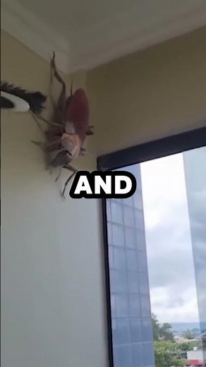 Biggest Cockroach In The World 😨