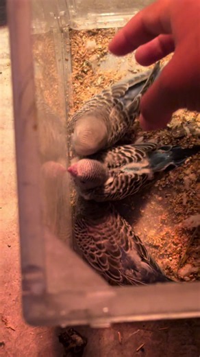 Baby Budgie Feather Friends – Cute Budgie Baby Moments