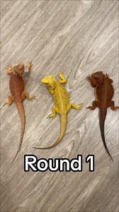 Reptilian Kingdom on Reels