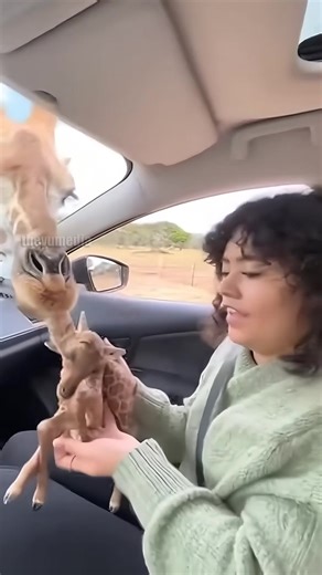59K views · 274 reactions | Giraffe Mom Entrusts Baby to Humans in Heartwarming Safari Moment! #giraffe #animals #safari | Give Back TV | Facebook