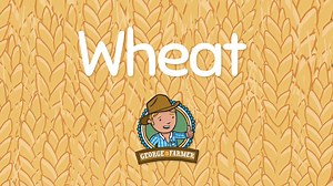 Learn all about the journey of wheat from the paddock to your plate! I'd love to hear your feedback, mate! Teacher's, this is a great clip to show the kiddies and use in conjunction with my free curriculum-aligned educators guide about wheat. For foundation - year 4, the resource covers STEM subjects and has some ripper activities included! Check out: https://georgethefarmer.com.au/collections/teachers-guides Special thanks to Lachie and the team at Boonderoo Pastoral Company, Lucindale SA and L