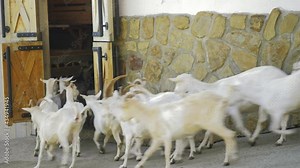 small family farm, goat breeding, goat farming. producers of goat milk, butter and cheese. Animal husbandry, agriculture. raising of livestock, authentic real video. Goats on the farm.