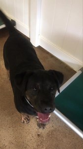 Chomp chomp chomp藍 | Bark Lodge | Facebook