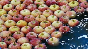 The Best Selected Apples; Postharvest Apple Processing Plant