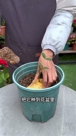 This method of cutting propagation has a high survival rate and roots quickly#Tips for gro