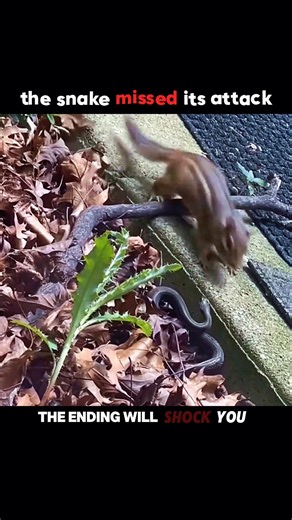 Snake Attacks Squirrel… Biggest Mistake Ever #shorts #animals #wildlife #snake