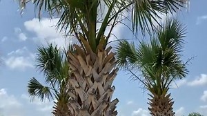 Tree trimmer killed while working on top of tall palm tree in Bonita