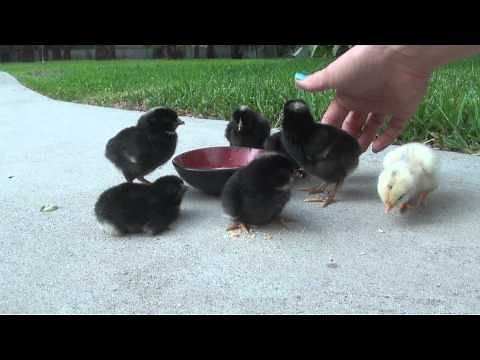 How to teach baby Chicks to eat and drink!!