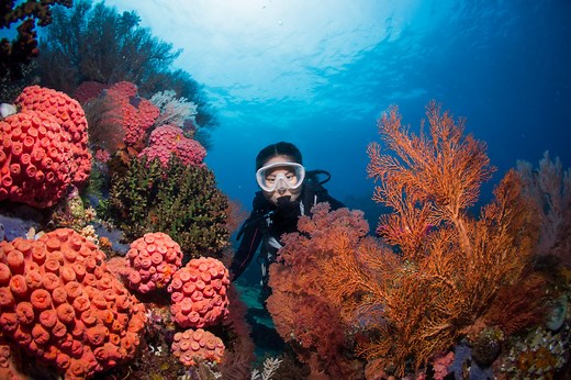 The Top 10 Scuba Diving Destinations in February