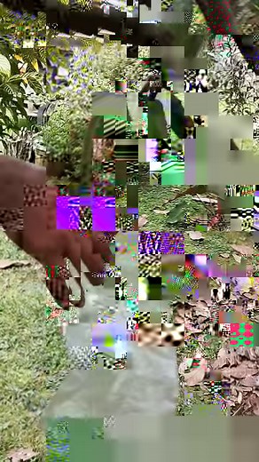 Pod sleeving tutorial 18k/pods per day... | CACAO tutorial ni JM