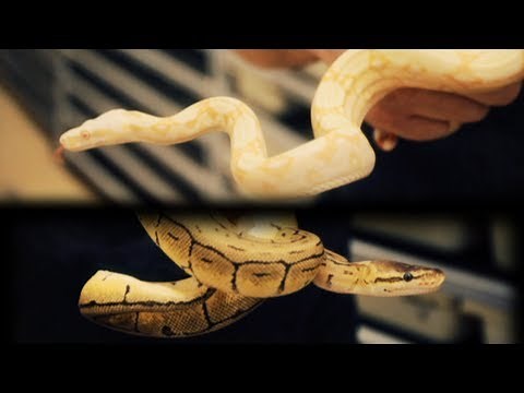 Snake Bytes TV - Ball Pythons : SnakeBytesTV