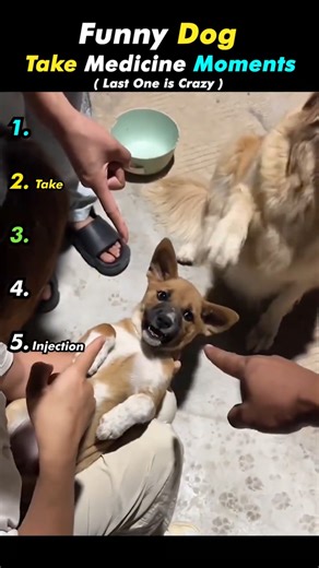 Dog Takes Medicine #ranking #funny #dogmedicine