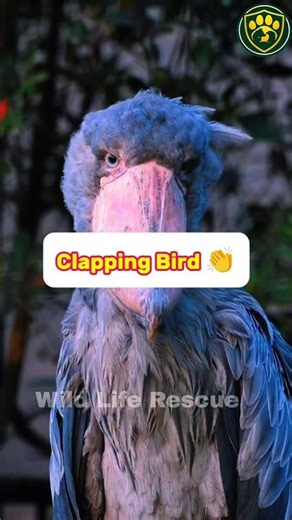 Amazing! Bird Makes Clapping Sound with Beak 😲🐦#usa #wildlife