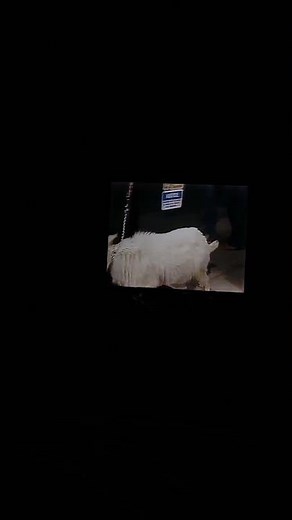 Sesame Street Episode 1411 Ending