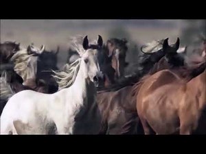 Los Caballos información para niños