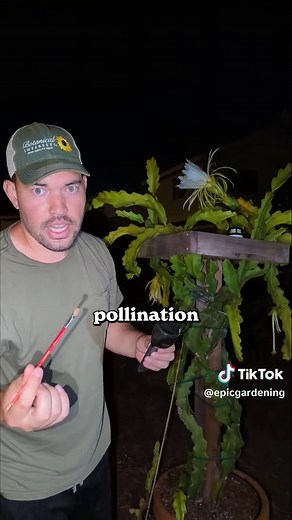 I USED A VACUUM TO POLLINATE DRAGON FRUIT — Some dragon fruit varieties aren’t self-fertile, so they need pollen from a different flower to set fruit. That's why I used a paintbrush and handheld vacuum to collect pollen. Once pollen reaches the stigma, it germinates and grows toward the ovary. Successful fertilization makes the ovary swell into fruit, which can be ready in 35 to 42 days to grow.