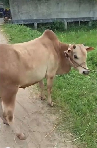 ৮০ হাজার টাকার গরু #eiduladha2026