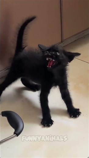 😻 YAPPING Cats Compilation 😻 | #cat