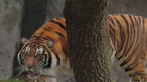 Endangered Malayan tiger makes debut at Houston Zoo