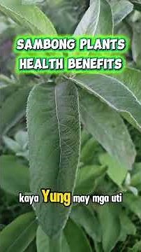 Sambong Herbal Plant Benefits | Natural Detox & Kidney Support