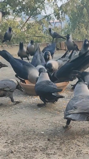 "Incredible Crows Sounds: Bird's Sounds!" Hugs Number Of Crows 🐦🥰" #viralshots