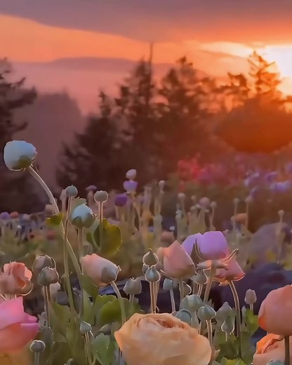 Explore the Stunning Beauty of Nature's Sceneries