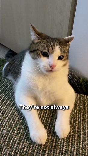 Airplane Ears Explained! 🙀✈️