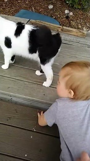 Cat saves baby