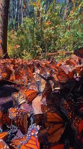 Pourquoi le Monarque Est-il si Fascinant ? 🦋 Le Monarque (Danaus plexippus), un papillon légendaire de la famille des Nymphalidae, est connu pour ses migrations à grande échelle en Amérique. Cette beauté aux ailes oranges vives et veinées de noir effectue des voyages impressionnants de plusieurs milliers de kilomètres, deux fois par an, à la recherche de nouveaux territoires et de nourriture. Au sein de sa population, le Monarque est un spectacle éblouissant, avec des ailes d'envergure de 8,6 à