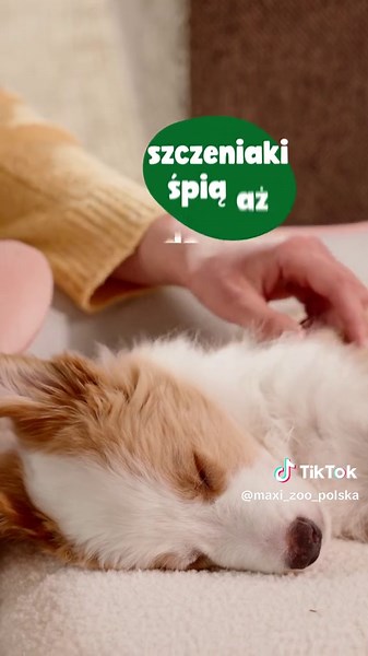 Legowiska dla szczeniaka w Maxi Zoo