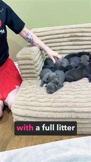 Look at these 10 beautiful puppies #bluenose #pitbullpuppy #pitbulldog #puppies